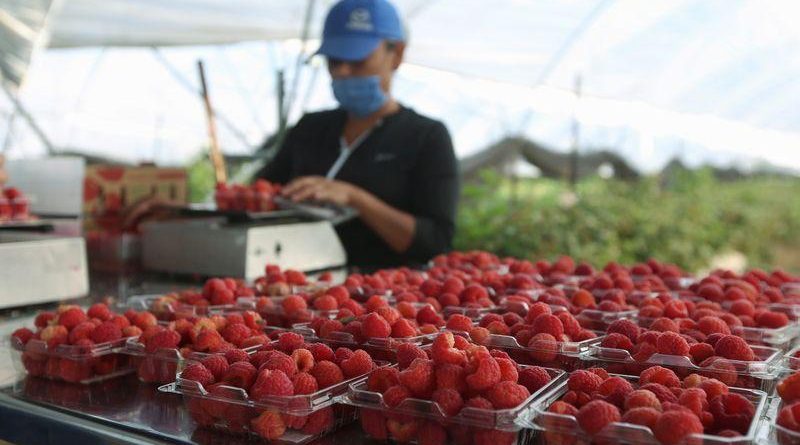 ‘Whole new business’: Farmers innovate to get food from field to plate