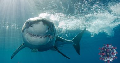 Coronavirus Vaccine Could Result in Half a Million Shark Deaths